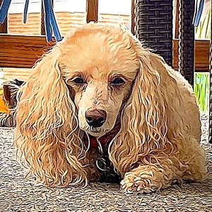 Meet your Posher, Robert